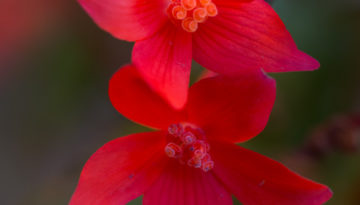 Lucille_Macro-1738