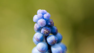 Lucille_Nature-5431