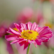 Heaven grows richer