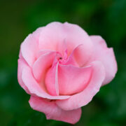 A rose for my Rose!