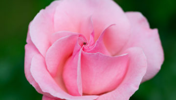 Lucille_Galleli-Floral _2020_4322