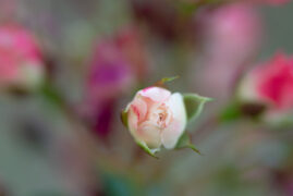 Floral Photography