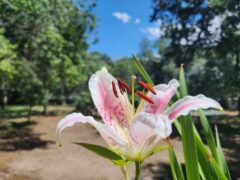 Flowers for you