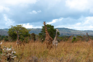 Giraffes