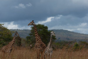 Giraffes