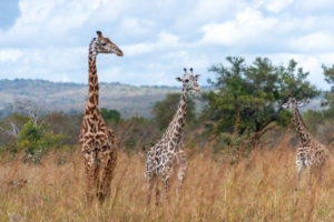 Giraffes