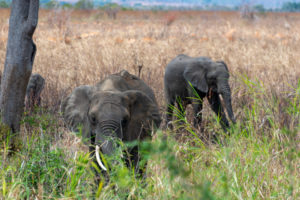 Elephants