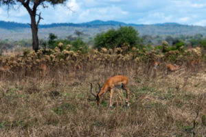 Impala