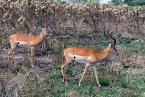 Impala