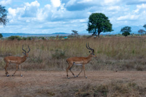 Impala