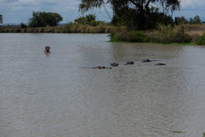 Hippos