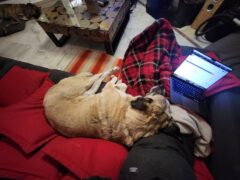 Sunny, Moneymaker, Drink, Doggie