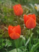 Mass, Compliments, Chat, Flowers, Favour, Ready