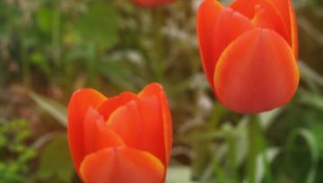 TulipTime