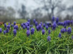 Pretty, Chat, House, Bonding, Paddy