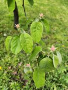 Hop, Garden, Grateful