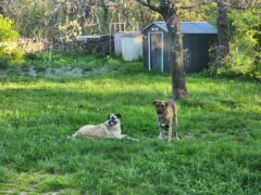 Complete, Diagonally, Spring, Dad