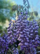 Wisteria, Cancellations, Yoga