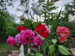 Progress, Rescue, Arrange, Game