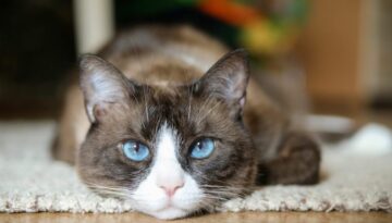 Domestic snowshoe cat
