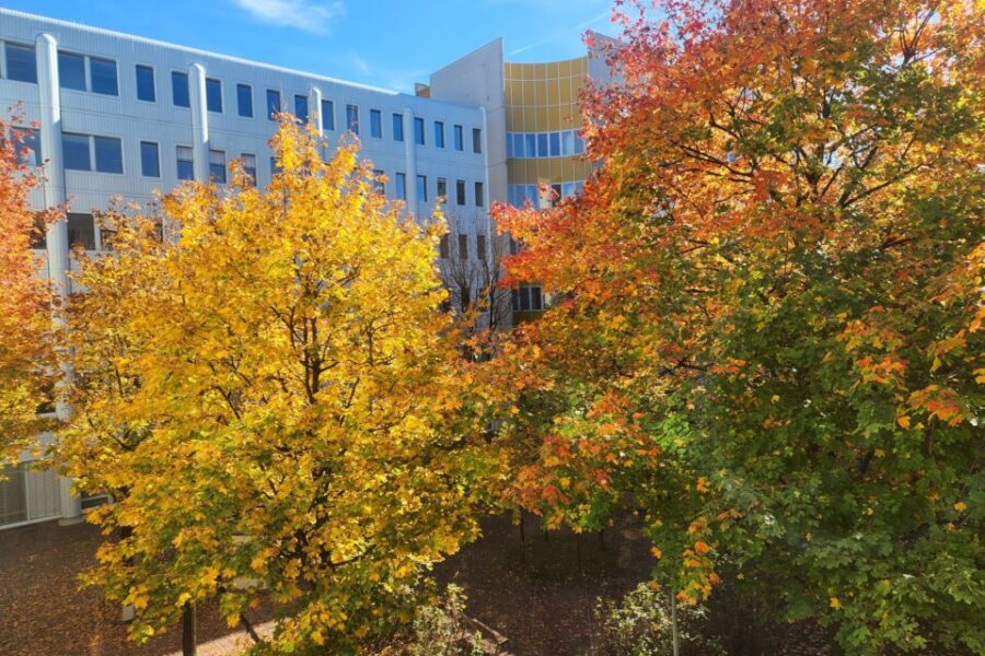 Autumn