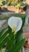 Progress, Flowers, Habits, Publish, Praise