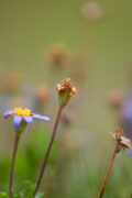 Summer’s hush