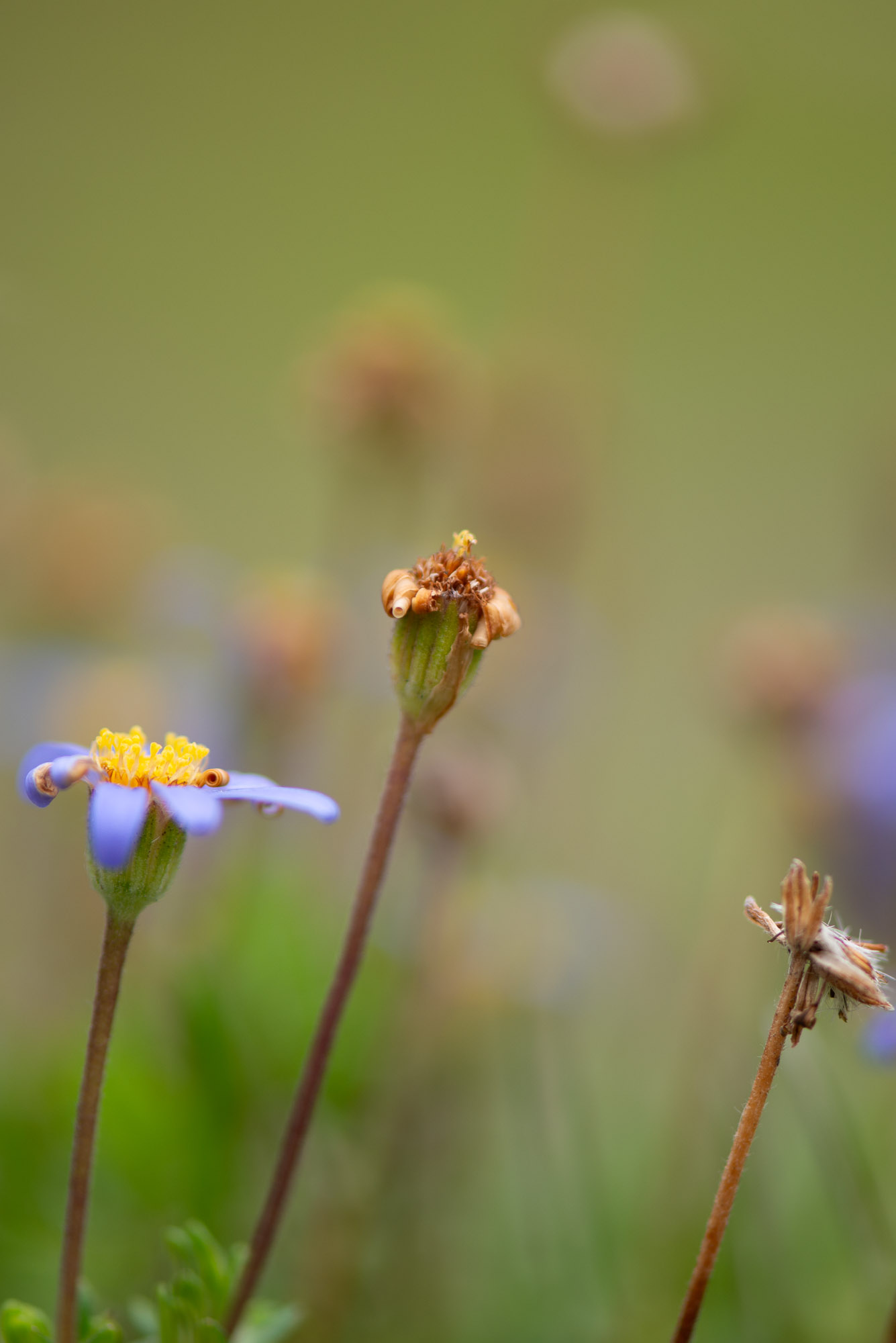 Lucille_Galleli_Floral_Home_5643 Lucille_Galleli_Floral_Home_5643