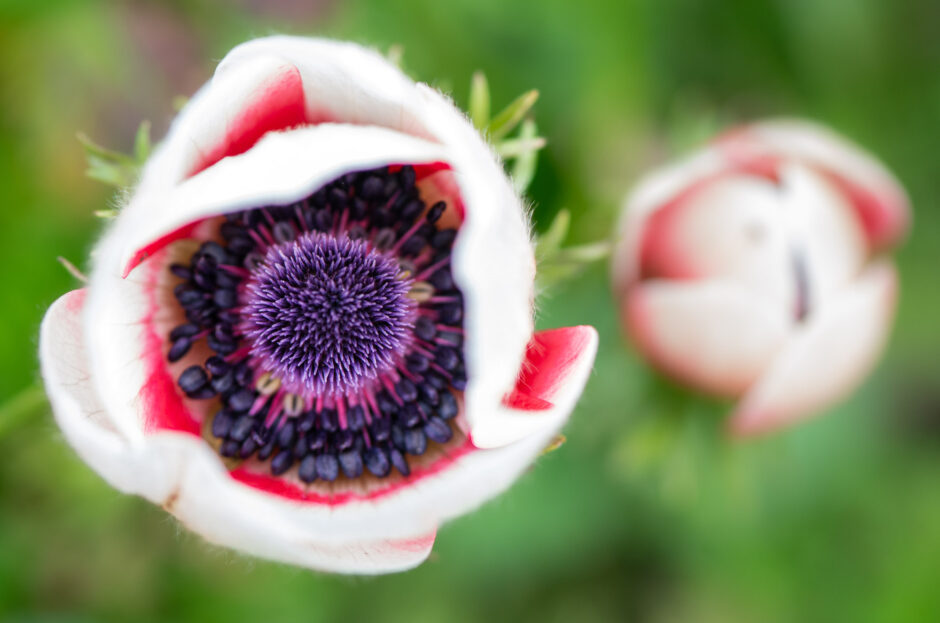 Pomp and Grandeur in the Garden