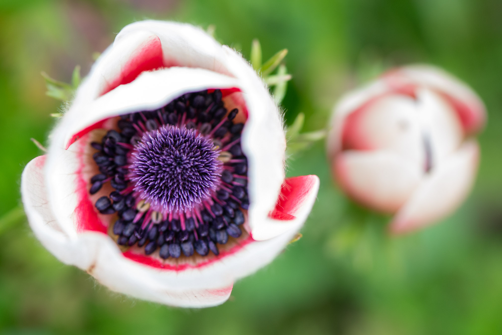 Lucille_Galleli_Floral_Home_5865