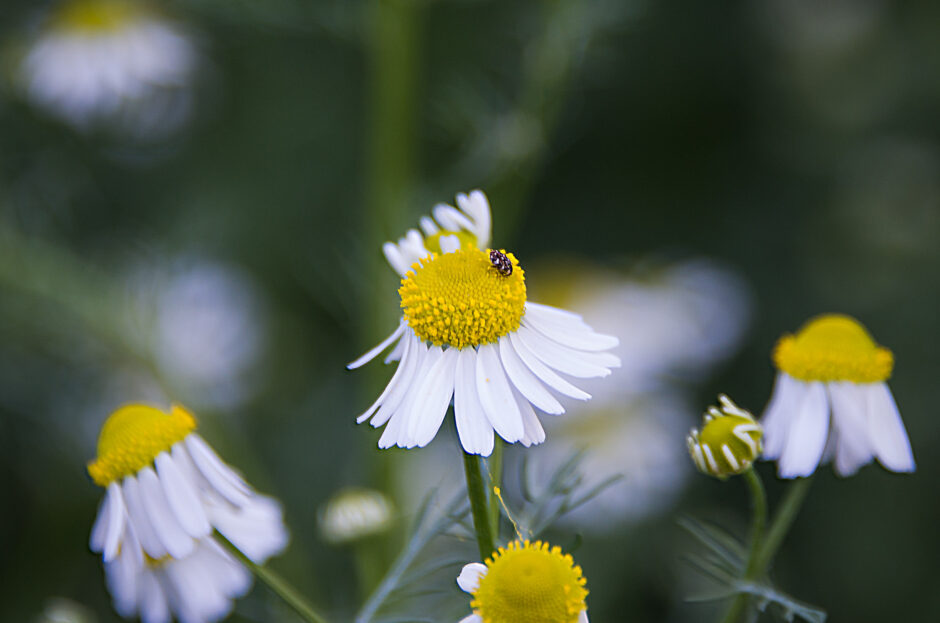 Nature’s Encounters