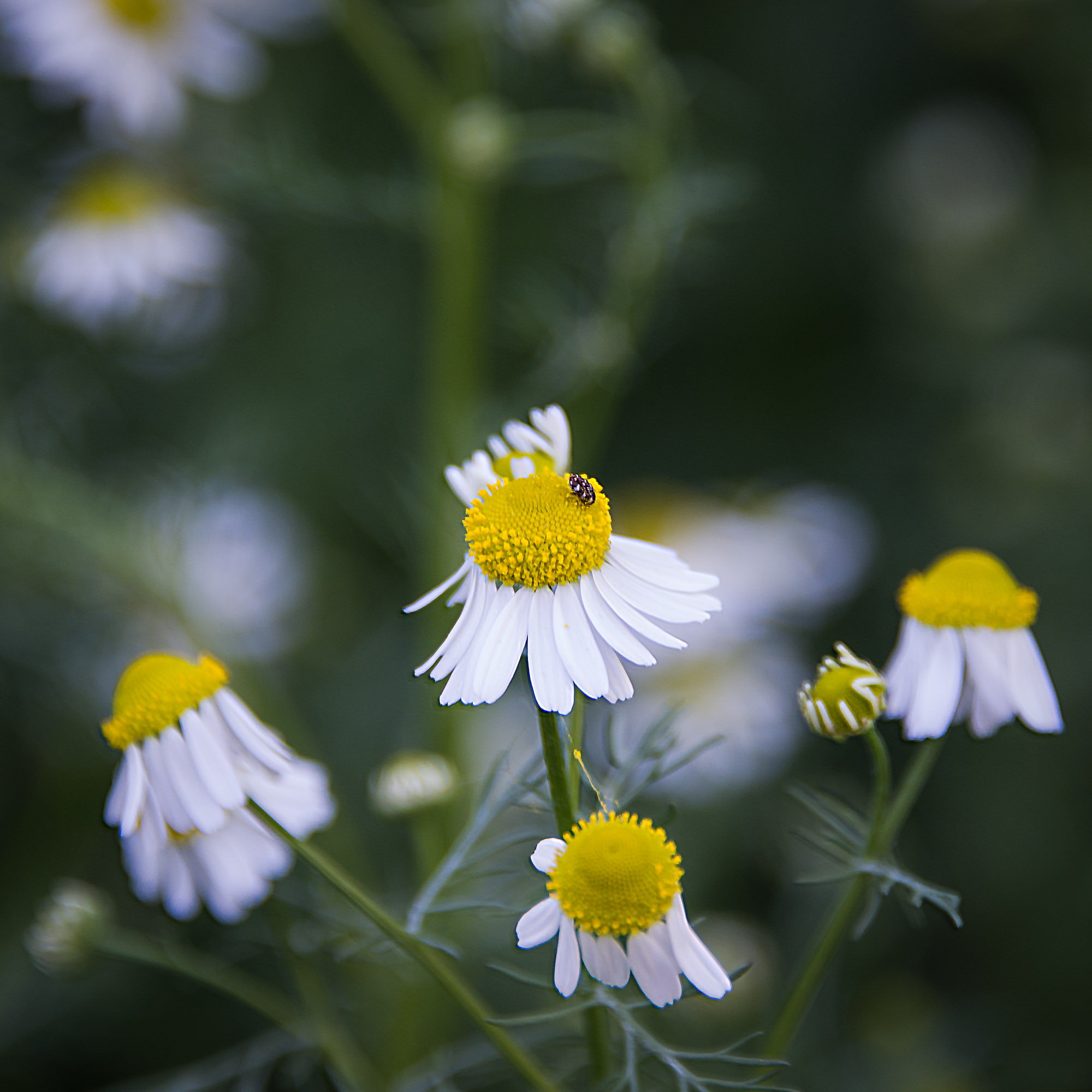 Lucille_Galleli_Floral_May 11, 12 botaincal gardens, church_8059